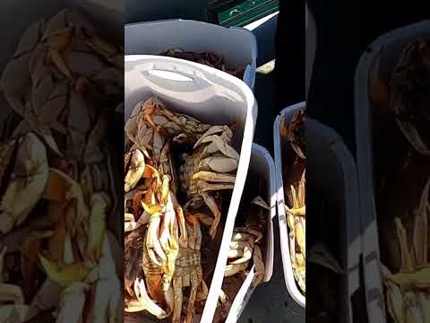 What A Haul! Dockside Charters, Depoe Bay, OR. #saltwater #dungenesscrab #ocean