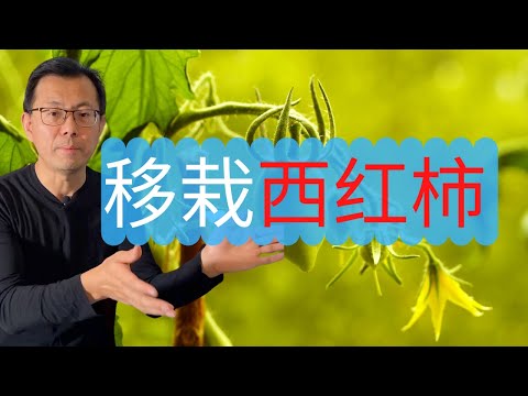 移栽西红柿：使用扦插的方式育苗西红柿，三周之后长的老高了，一起来移栽喽！