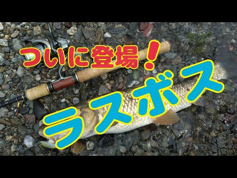 本流アメゴ(アマゴ)  ラスボス登場！