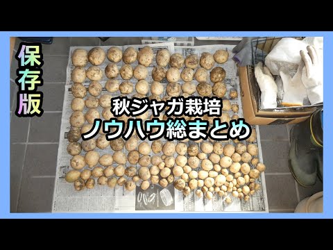 【保存版：秋ジャガ栽培のノウハウ総集編】 家庭菜園30年目