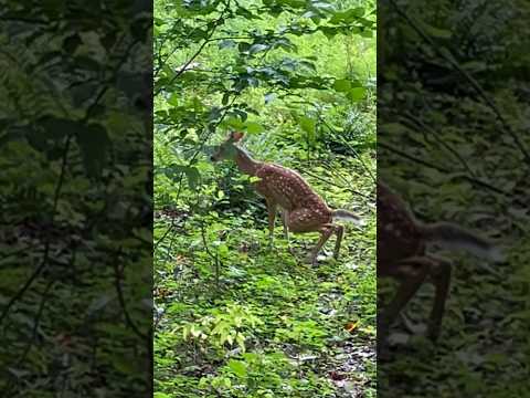 A Fawn Peeing | Horizons_視野 | deer | doe | wildlife | animals