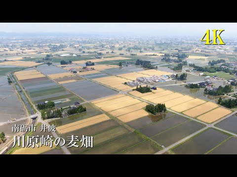 【4K】南砺市井波 川原崎の麦畑　4Kで魅せる富山の風景