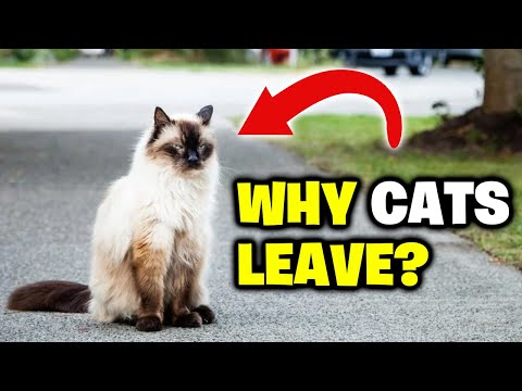 Why Do Cats Leave Home And Don't Come Back