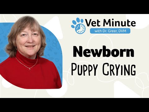 What To Do If A Newborn Puppy Is Crying