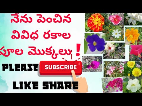 35 రకాల పూల మొక్కలు పెంచాను#35 differt types of flowers/Nalini Ravindra Prasad/garding