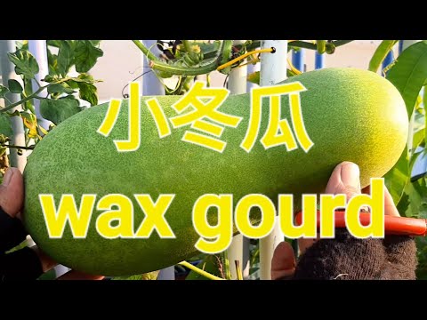 小冬瓜 wax gourd