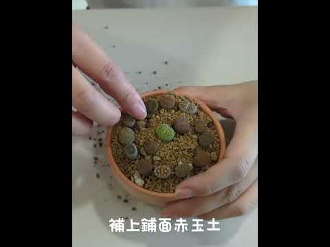 網購石頭玉磚上盆【植物界的無限寶石】圓圓胖胖豪可愛😘