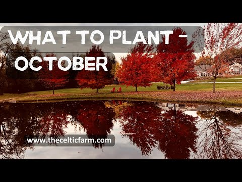 What to Plant in October: Top Vegetables & Flowers for a Thriving Fall Garden!