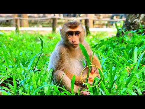 Super Adorable Tiny LEO is eating now Looks so cute. Funny  play with Baby Amber and make him happy