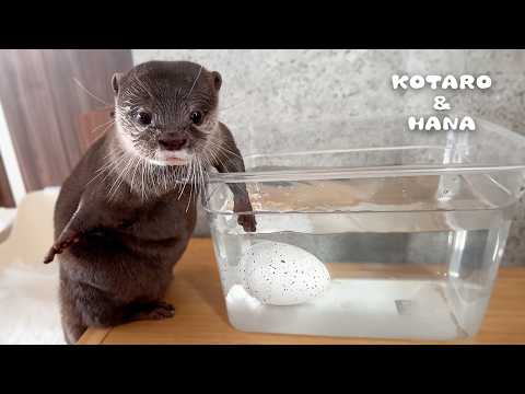 Curious Otters Witness Hatching of Mystery Egg