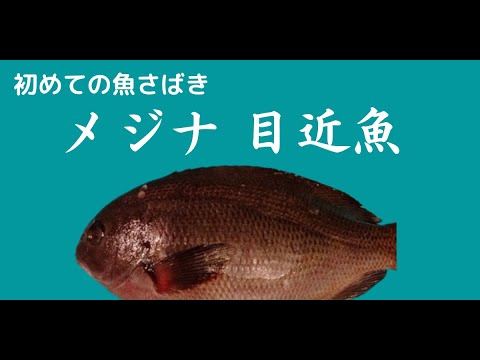 【魚さばき】メジナをさばいてあら汁に