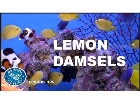 Lemon Damsel Fish | Episode 195