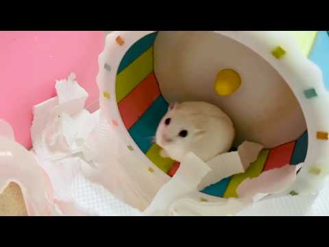 奔跑吧! 小倉鼠   Hamster running