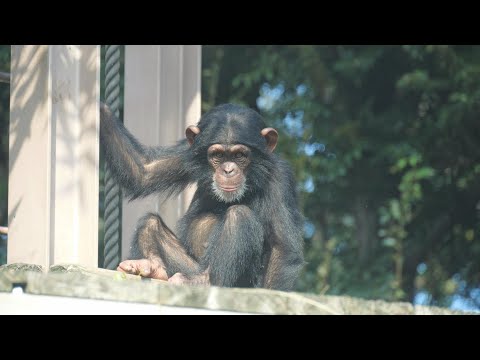 Sheeta with a dignified face　Itotsu Forest Park Chimpanzees 202411