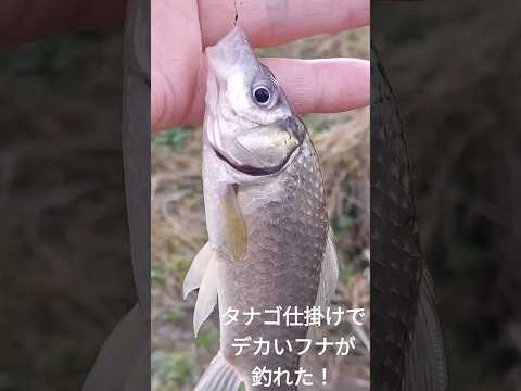 タナゴ仕掛けでデカいフナが釣れた！ #fishing #竿 #釣り #フナ #フィッシング #用水路