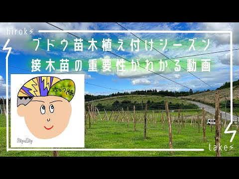 ブドウ植え付け「接ぎ木苗のありがたみがわかる動画」