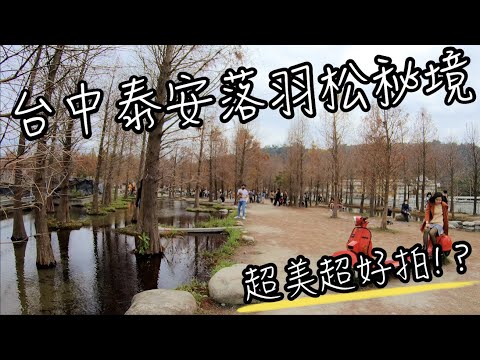 台中泰安落羽松 - 羽粼落羽松園區 | 地景藝術融入落羽松，庭園設計很有巧思，超美超好拍！