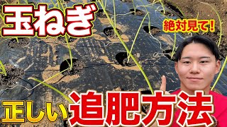 【タイミングが命！】玉ねぎ栽培で超重要な追肥の時期と量を解説します