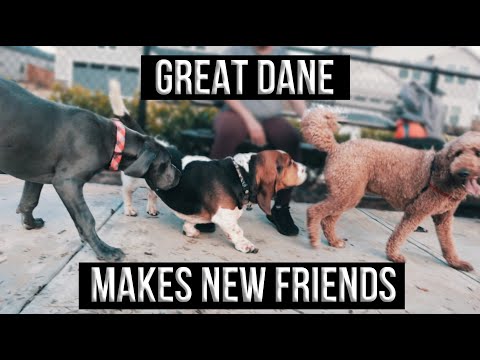 Great Dane Socializing