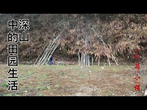 深山中的田园生活：以动物为伴的日子【南方小杨】