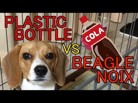 PLASTIC BOTTLE vs BEAGLE NOIX【ペットボトル vs ビーグルノワ】