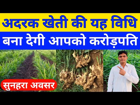 अदरक की खेती कब और कैसे की जाती है। Ginger farming in India। Ginger cultivation। adrak ki kheti