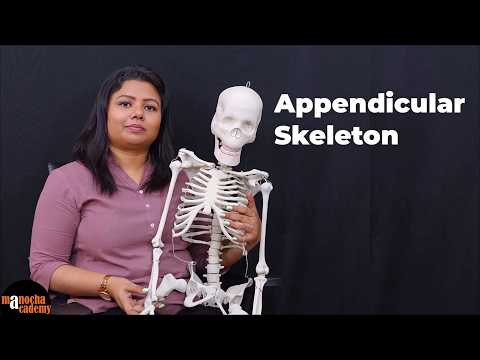 Appendicular Skeleton | Human Skeleton System