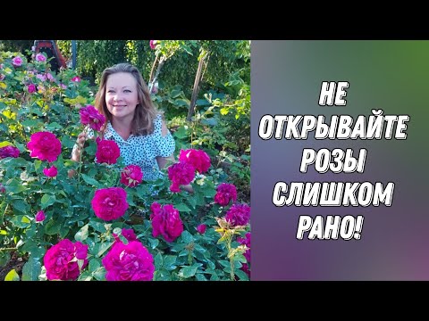 НЕ ОТКРЫВАЙТЕ РОЗЫ СЛИШКОМ РАНО! КОГДА ОТКРЫВАТЬ РОЗЫ ВЕСНОЙ 🌱🌱🌱