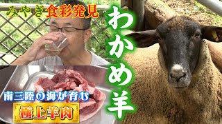 突撃！ナマイキTV「みやぎ食彩発見   南三陸町―わかめ羊―」