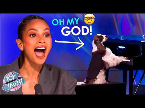 Most AMAZING Animal Auditions EVER! Judges Were SPEECHLESS!