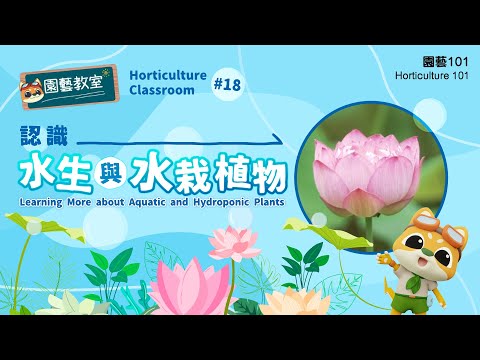 【園藝101】園藝教室#18:認識水生與水栽植物 Horticulture Classroom#18:Learning More about Aquatic and Hydroponic Plants