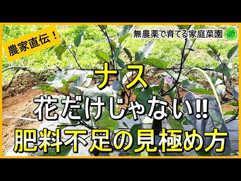 【ナス栽培】肥料不足の見極め方と効果的な追肥のやり方を徹底解説！【有機農家直伝！無農薬で育てる家庭菜園】　24/6/18