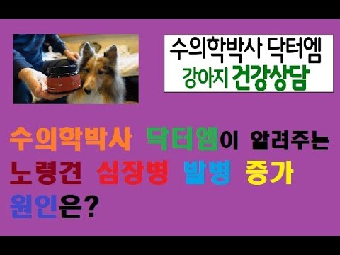 강아지 심장병이 발병하는 이유와 그 관리 대처법