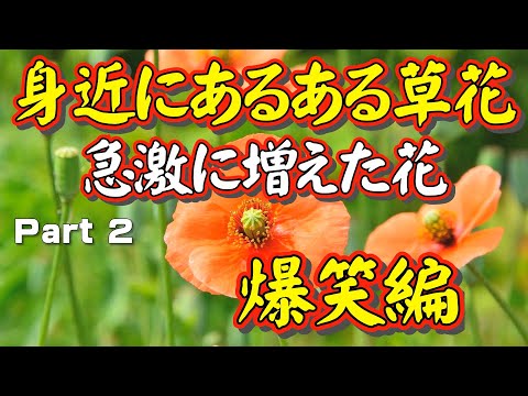 最近、急激に増えた花 Part 2 爆笑編！【身近な草花の名前が知りたい人へ】どこにでも「あるある草花」について、その名前を知りたい。理科教師40年の「日本で一番ユーモラスな理科の先生」が贈ります。