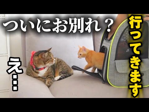 母性が止まらない元ボス猫と子猫達のお別れが近づいてきました…