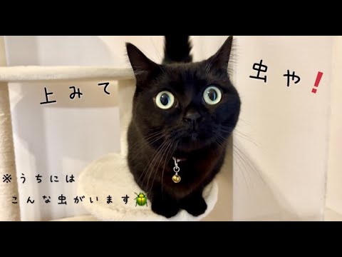 壁にいる虫を捕まえようと２本足でがんばる黒猫