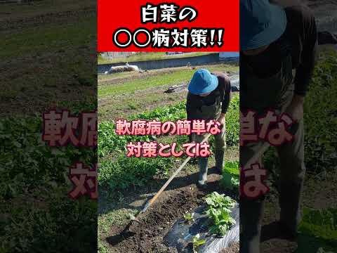 白菜の〇〇病対策!!#家庭菜園 #農業初心者 #病気対策