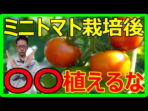 その秋冬野菜育ちません！ミニトマト栽培後の後作に植えてはいけない野菜！理由と対策！【初心者向け】