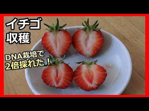 【四季なりイチゴ ベランダ栽培】⑦良い苗だけで育てたら2倍以上とれた！ 2022 無農薬 半自給自足