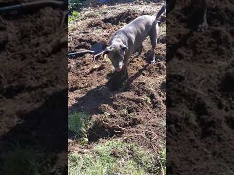 More dirt digging by dig dog.