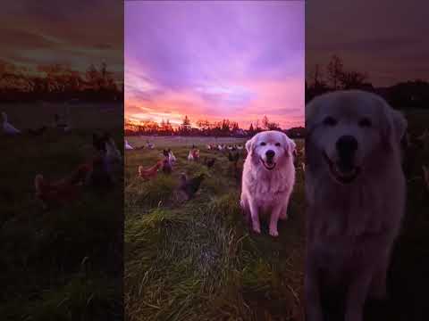 Farm sunset #sunset #shorts