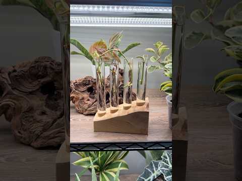 How to Propagate Philodenron Micans