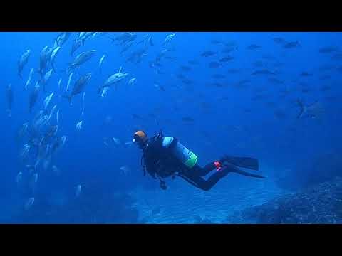 カンパチの群れ　2018年GW八丈島ツアー