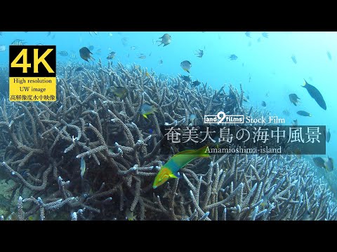 【4K 水中映像】奄美大島の海中風景 / Underwater scenery / Amamioshima-island Kagoshima