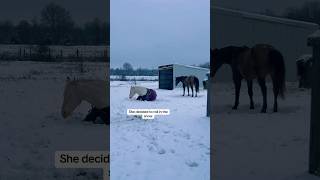 Everybody enjoyed the fresh snowfall #Peteytheseeingeyedonkey #Lunatheblindhorse