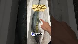 口元よりわかりやすい！ブリとヒラマサの見分け方#釣り #釣り好き #魚 #仕入れ #豊洲市場 #海鮮 #ブリ #ヒラマサ