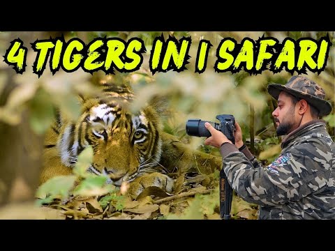 Saw 3 Tigers on Entry Gate of Ranthambore Zone 3 | Ranthambore safari | Ranthambore best zone