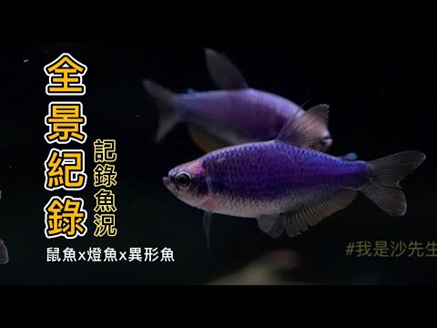 異形魚|鼠魚|燈魚|魚缸|水族|全紀錄  #鏡頭下的水族 #我是沙先生