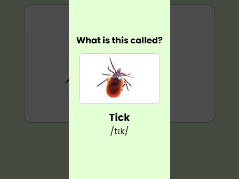 Name these Insects. #shorts #short #quiz #english #englishgrammar #youtubeshorts #shortvideo