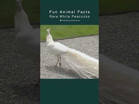 The White Peacock: A Magnificent Bird | Fun Animal Facts (#FAF)